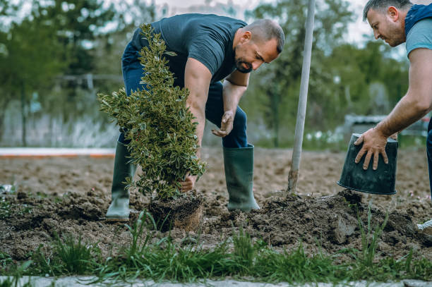 Trusted Lubbock, TX Tree Service Experts